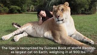 9 Of The World&#39;s Biggest Animals
