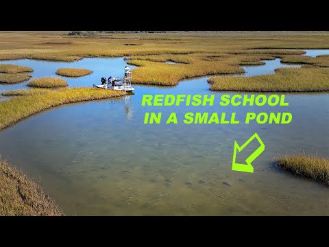 Texas RedFish School in Shallow Marsh