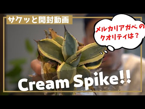 ウォータースパイク植物 植物
