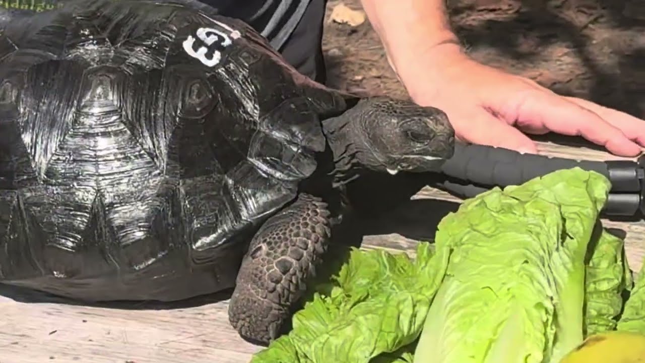 TG3 14" Galapagos tortoise what a beauty this guy is nice, smooth shell, very friendly and outgoing