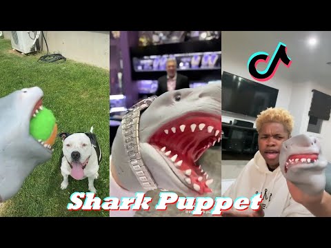 Funny Shark Puppet TikTok Compilation | The Shark Puppet TikTok Videos 2021 - 2022