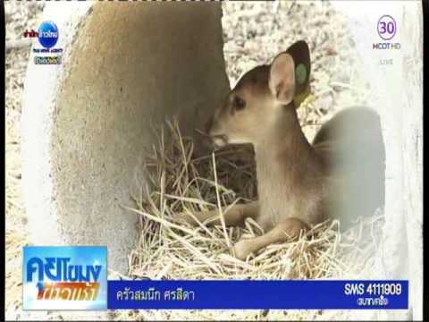 วิธีการที่จะเพิ่มขึ้นในความหนาของสมาชิกฟรี ค้อนของ ธ อร์ต่อสู้ยัลตา