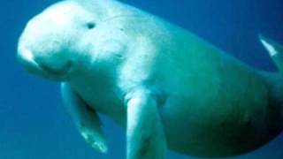 TINY TIM - What the World Needs Now is LOVE