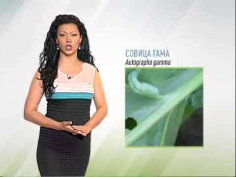 Zelena prognoza, 4.6.2015. - O stanju u usevima soje i šećerne repe