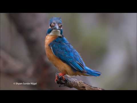 Where Are You (Original Mix) -  Sako Isoyan Feat. Victoria Ray (Lyrics)