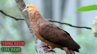 Download lagu Suara burung uncal 100% ampuh untuk pikat mp3