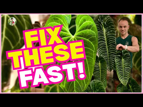 5 Common Anthurium Mistakes to Avoid (Anthurium Care 2025 Guide!)