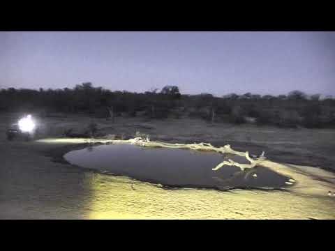 Djuma: Large breeding herd of African Buffalo-Pt:1 - 18:29 - 10/19/18