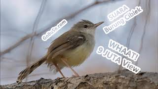 Download lagu Suara Ciblek Mp3 -  Download Suara Burung Ciblek Gunung Semi Sawah Pikat Anakan Kebun Ngeklik! mp3