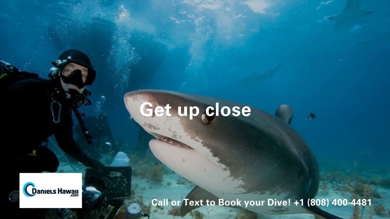 Thrilling Shark Diving Adventure on Oahu, Hawaii - Cage or No Cage! 🦈 Book Now +1 (808) 400-4481