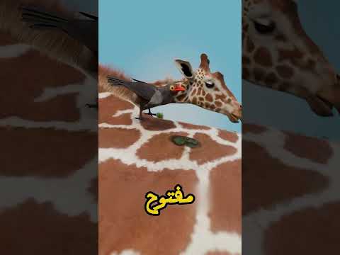 🦓 الطائر ده شكله صديق بس مش كده! 🩸
