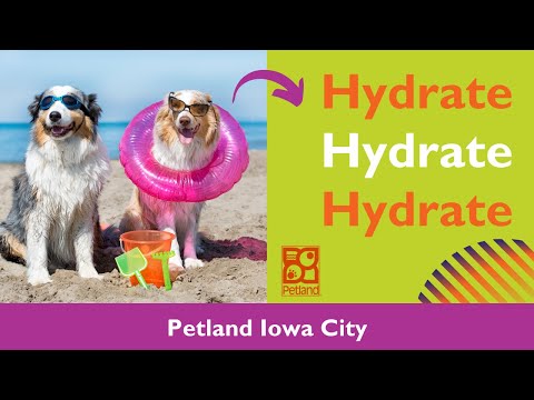 The 411 On Pet Hydration
