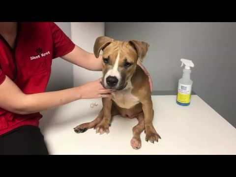 First-Ever Pit Bull/Disabled Dog in New York Pet Fashion Show 2019!