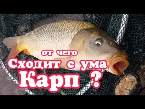 Фото Как поймать карпа в сентябре? Ловля карпа осенью : что нужно для хорошего улова?