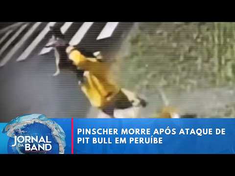 Pinscher morre após ataque de pit bull em Peruíbe | Jornal da Band