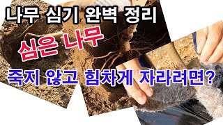 나무 심기 완벽 정리. 심은 나무 죽지 않고 힘차게 자라려면 이렇게 심어야...(과일나무 심기, 정원수 심기…