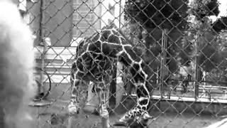 Shining - Through Corridors of Oppression Жирафик mix