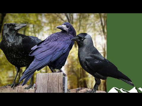 Crows, rooks and jackdaws: how to tell the difference