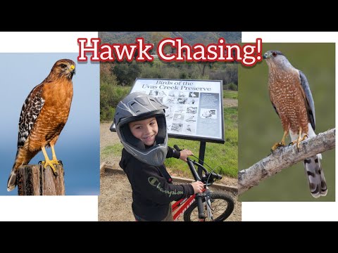 ホーク・チェイス!!クーパーホークかアカハシタカ??