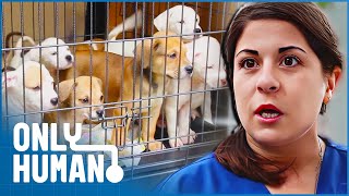 A Race Against The Clock: Can The Pet Helpers Rescue 15 Dogs from Euthanasia | Only Human