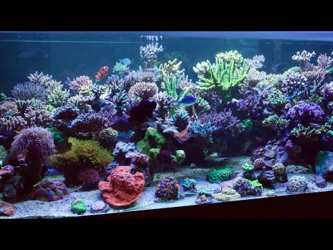 Riffaquarium Meerwasser Salzwasser Fauna Marin Balling light Acropora Sps Lps Reeftank Corals