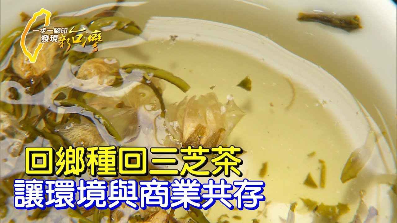 《一步一腳印》不過度開發土地 以自然農法復育當年三芝茶