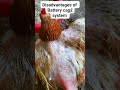 Disadvantages of keeping birds on battery cages #chicken #freerangechickens #poultry #eggfarm