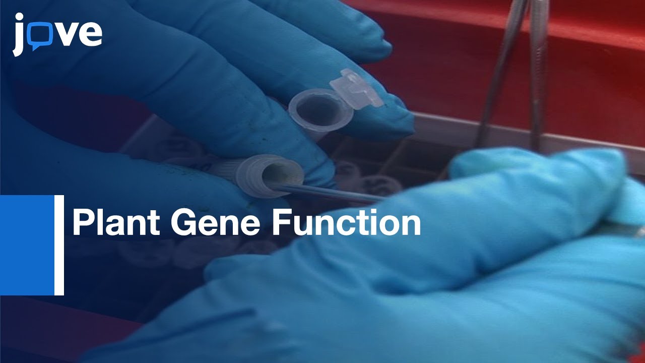Annotation-Plant Gene Function Via Combined Genomics, Metabolomics & Informatics l Protocol Preview