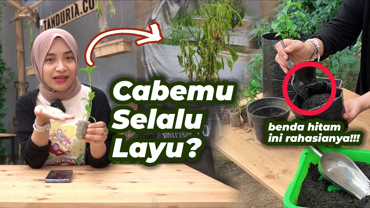Tanaman Cabe Selalu Layu? INI BIANGKEROKNYA! hajar aja pake benda hitam ini! | GARDENER CUPU EPS 8