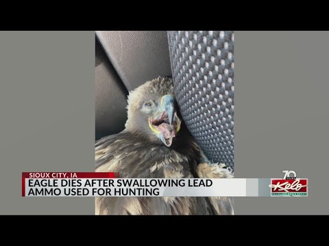 Eagle dies after swallowing lead ammo used for hunting
