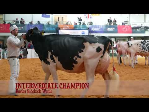 Davlea Cow wins Holstein Intermediate  Championship.2022 UK Dairy Expo.Judge Molly Sloan (USA)