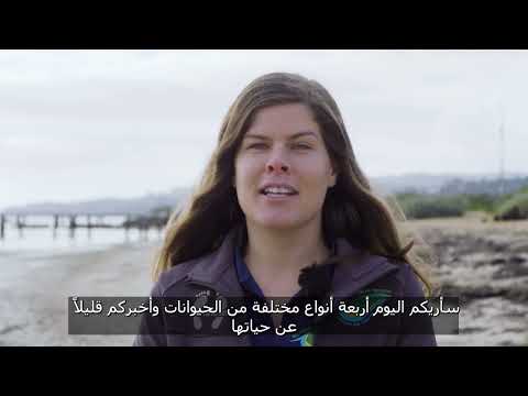 Beachcombing at Clifton Springs (Arabic Subtitles)