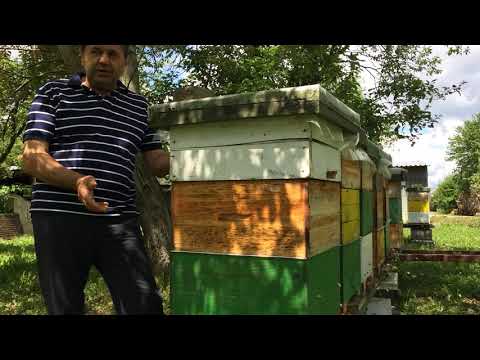 Zablude o matici i rojenju 28.04.2019.