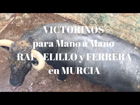 BAJO LA LLUVIA, Embarcamos VICTORINOS para MURCIA ( Mano a Mano RAFAELILLO – FERRERA)