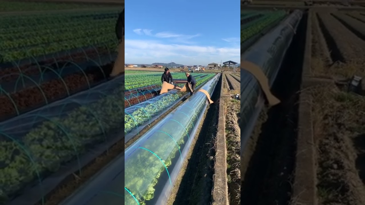 Sistem pertanian modern di jepang, indah bersih dan subur