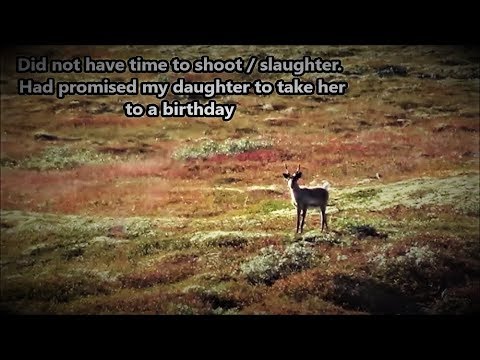 Long Range Rondane nr93 The reindeer reveals where they are But no shot fired
