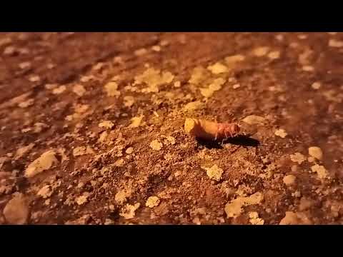 Luciérnaga Luciendo Brillando Luz Noche Vivo Lampíridos Coleópteros Bichos Gusanos Bioluminiscencia