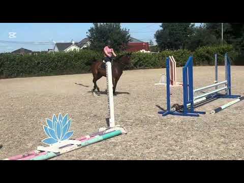 Top class 5yr old mare - Image 2