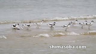 オウチュウとソリハシセイタカシギ11羽飛来!!(動画あり)
