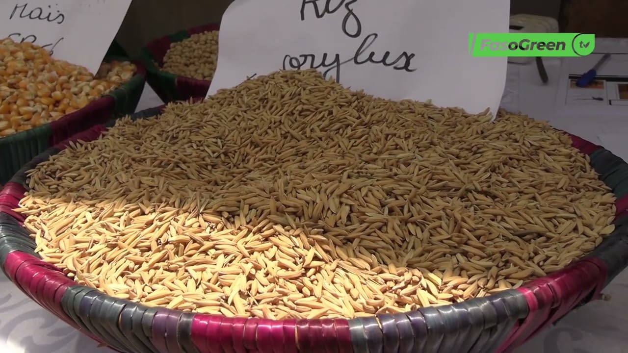 Foire semences améliorées certifiées: Zom sur l’URSCPSA/Nakambé