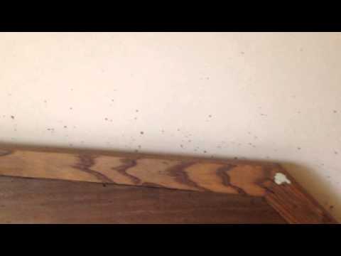 Bed bug fecal stains in Asbury Park, NJ