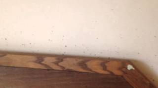 Bed bug fecal stains on wall in Asbury Park, NJ