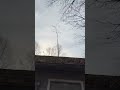Nice little trees growing out of the gutter. Life finds a way. #guttercleaning #cleaningbusiness