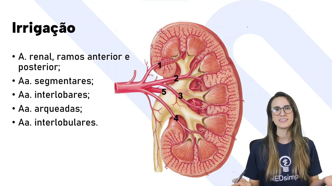 TUDO SOBRE OS RINS - ANATOMIA, FUNCIONAMENTO, IRRIGAÇÃO