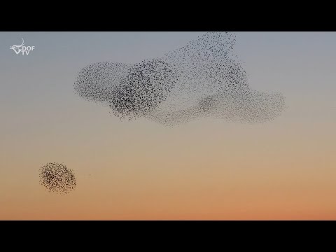 Sort sol - når stære i titusindvis flyver solen sort