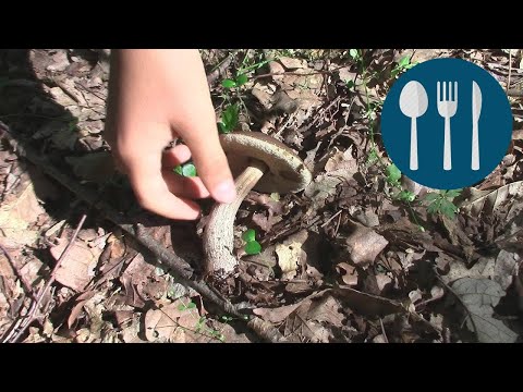 Hazel Bolete /Leccinum griseum/