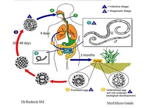 Trichocephalosis táblázat