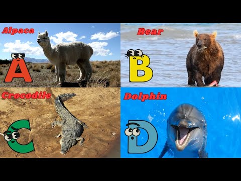 Alphabet Animals M7TH11 | ABC Animals Song for Kids | Kids TV