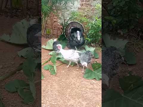 Raising Healthy Turkeys# Isn't this Beautiful ?