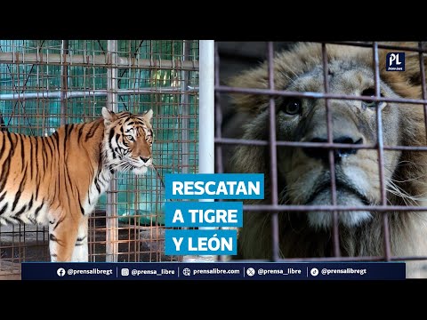 Denuncia permitió decomisar tigre y león sin permisos en San Antonio La Paz, El Progreso